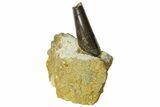 Serrated Tyrannosaur Tooth In Rock - Two Medicine Formation #145027-2